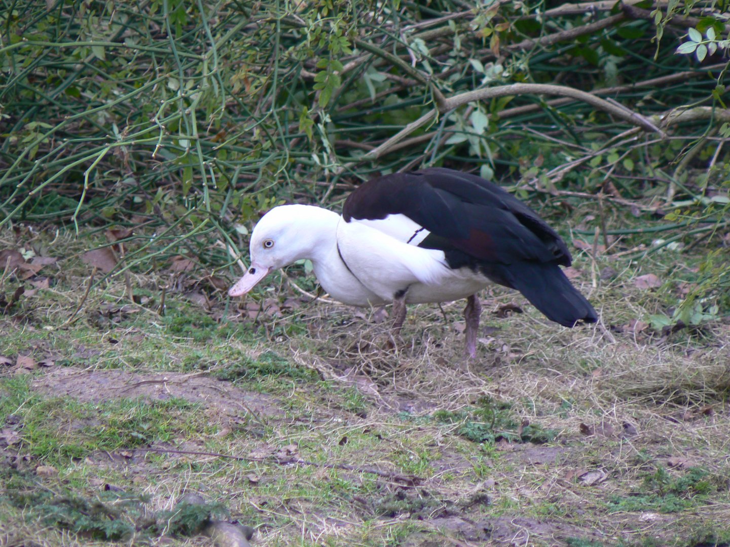 Radjah Shelduck - 11 March 2018