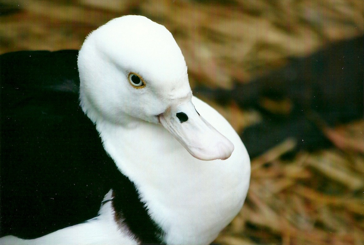 Radjah Shelduck 27th December 2012