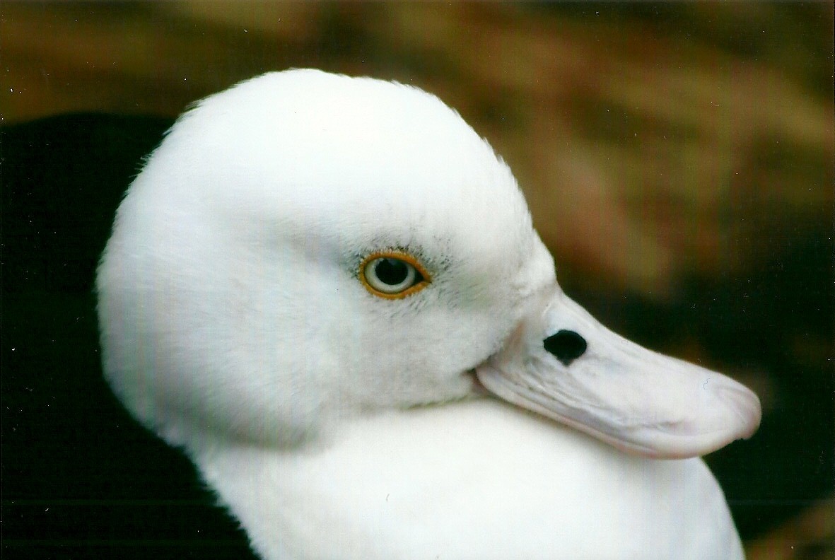 Radjah Shelduck 27th December 2012
