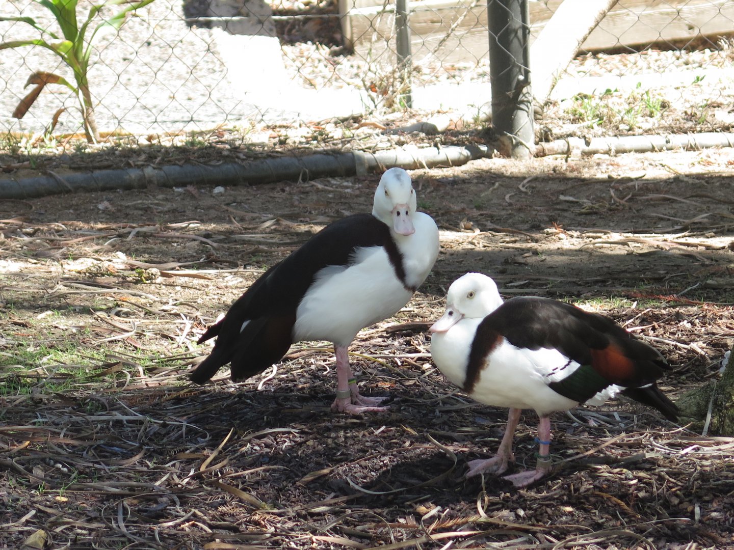 Radjah Shelduck(8/23/2024)