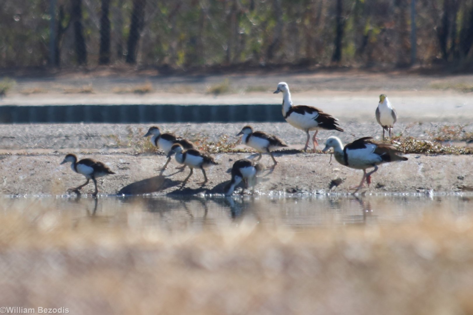Radjah Shelduck and Chicks - Pine Creek