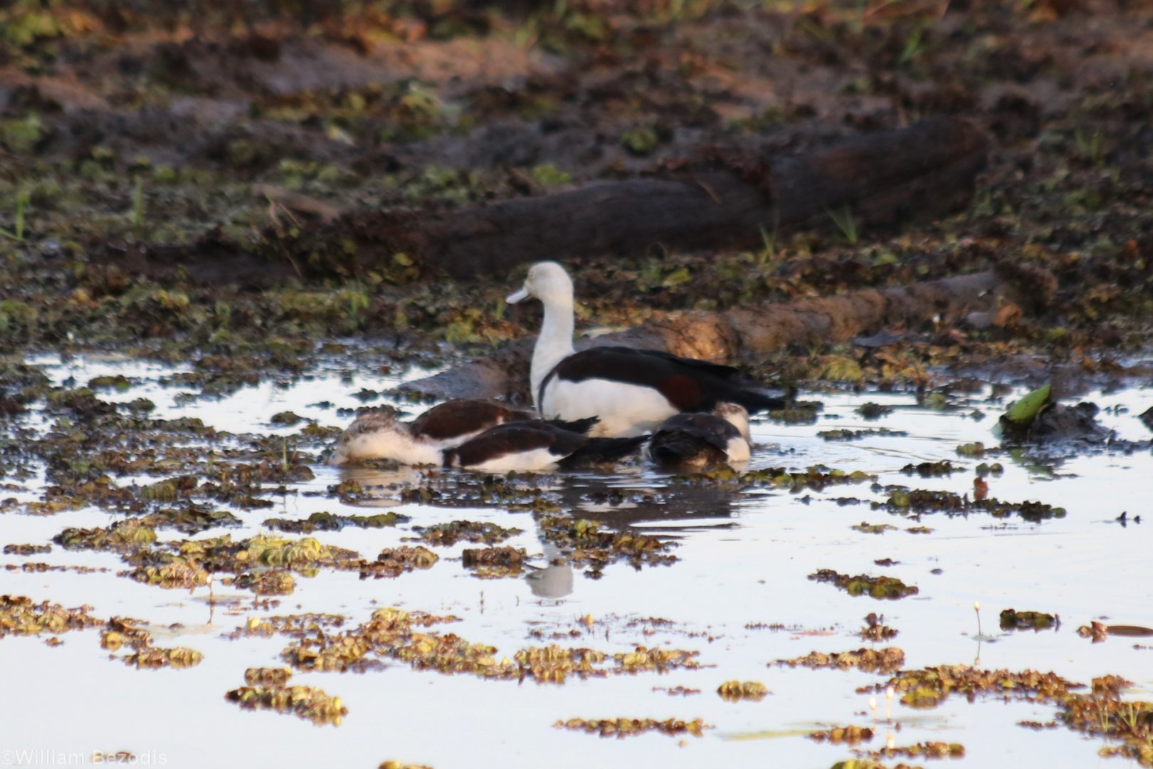 Radjah Shelduck and Ducklings - Kakadu