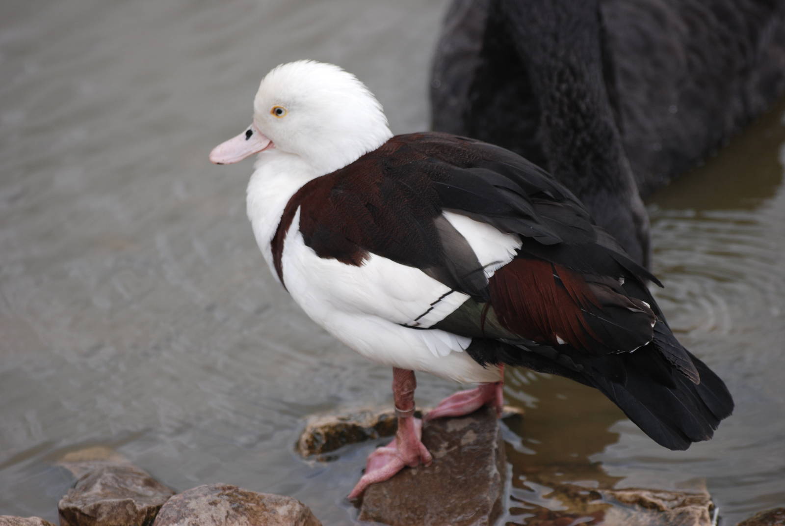 Radjah Shelduck at Blackbrook, 22/04/12