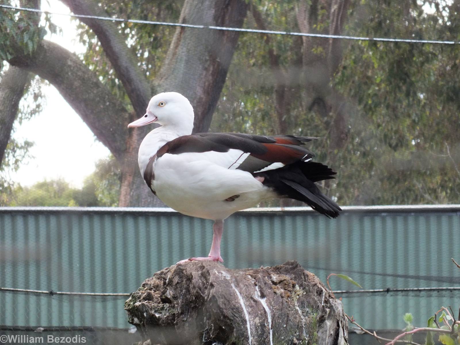 Radjah Shelduck - Caversham Wildlife Park