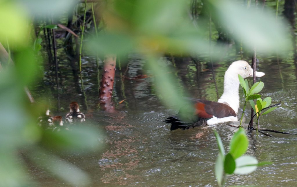 Radjah Shelduck & ducklings
