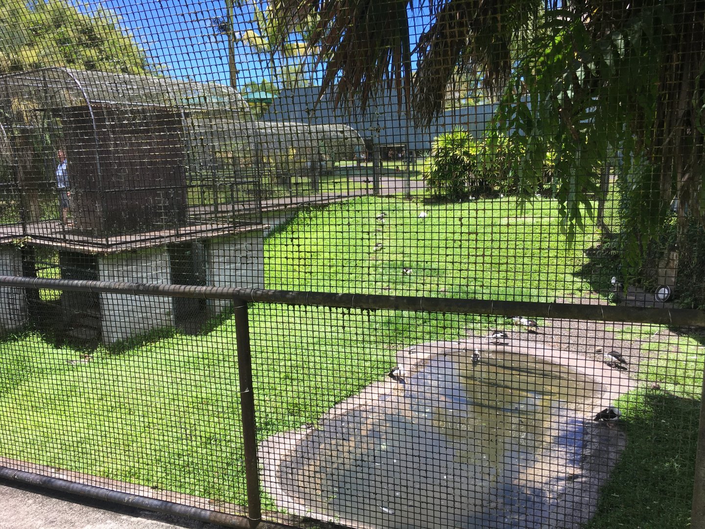 Radjah Shelduck/Nene Exhibit