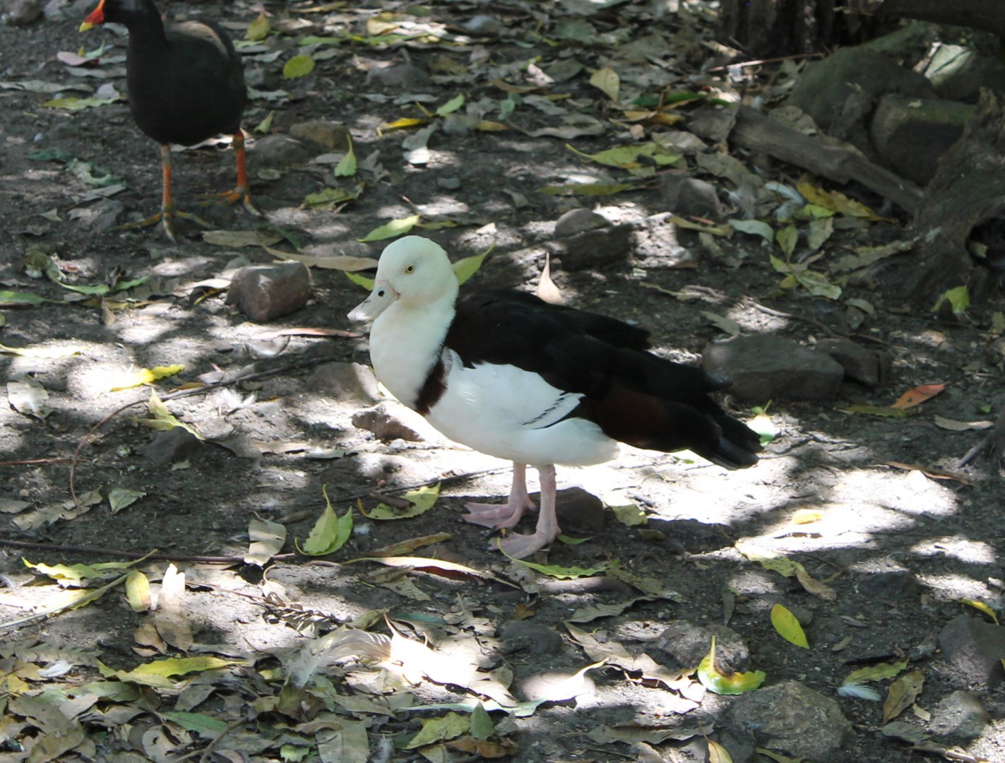 Radjah Shelduck (Potoroo Palace)