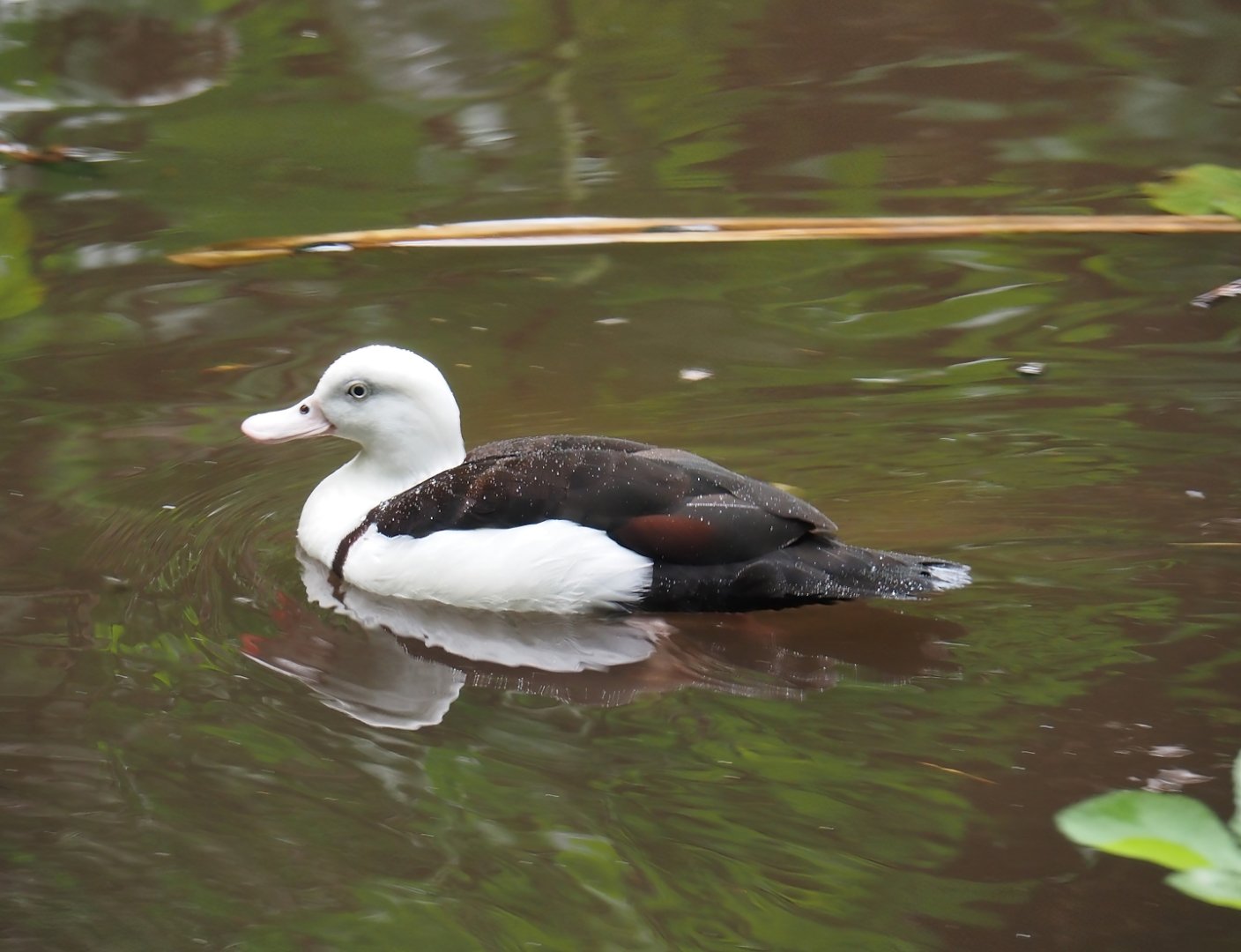 Radjah shelduck (Radjah radjah), 2024-05-22