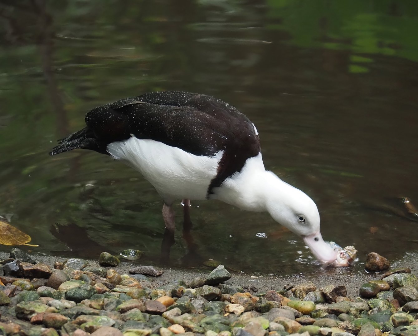 Radjah shelduck (Radjah radjah), 2024-05-22