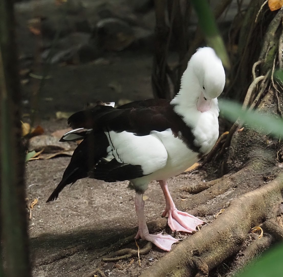 Radjah shelduck (Radjah radjah), 2024-05-23