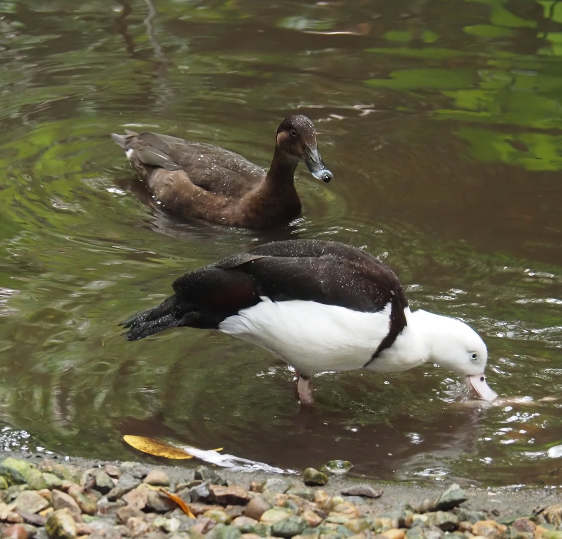 Radjah shelduck (Radjah radjah) and Hardhead (Aythya australis), 2024-05-22