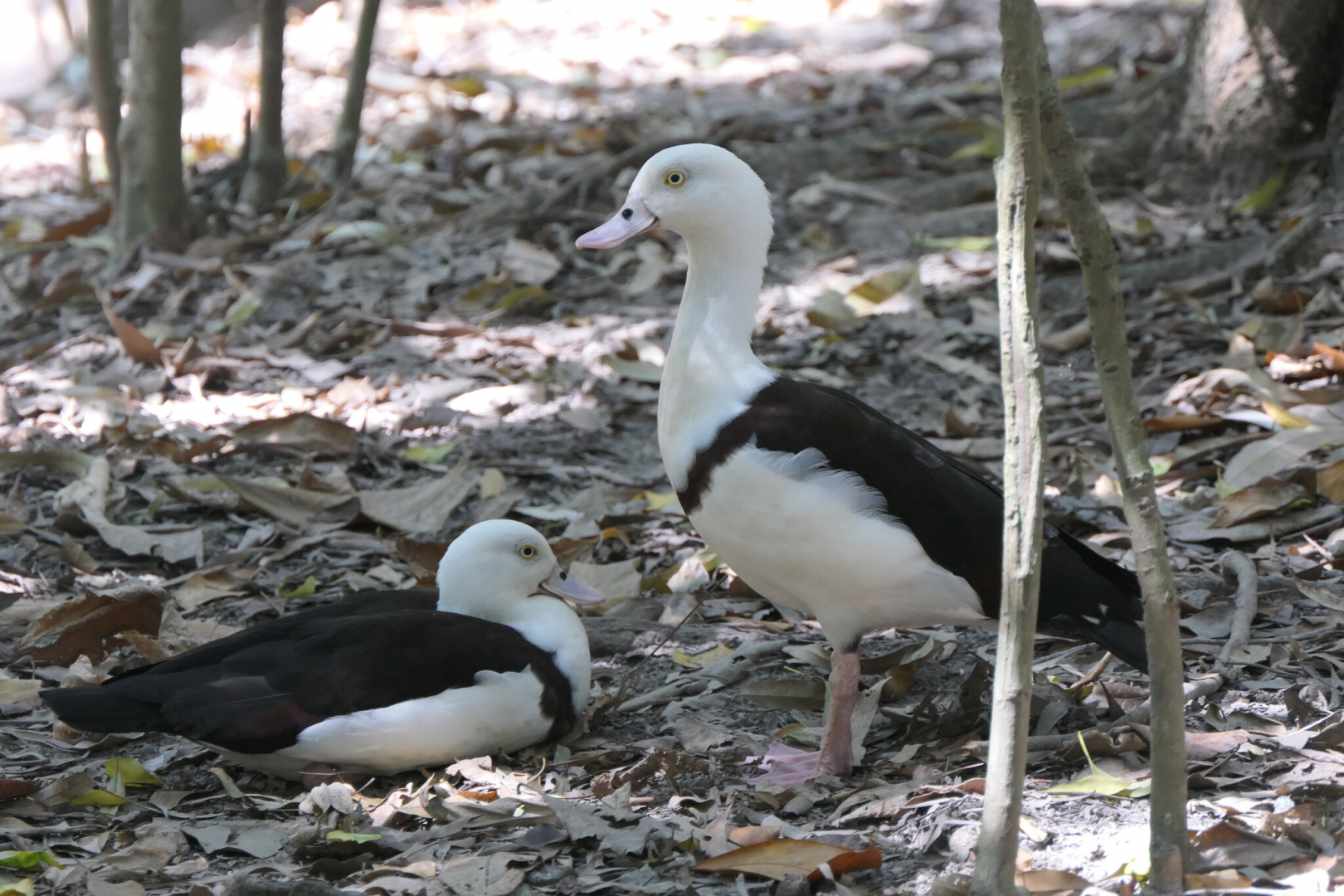 Radjah Shelduck (Radjah radjah rufitergum)
