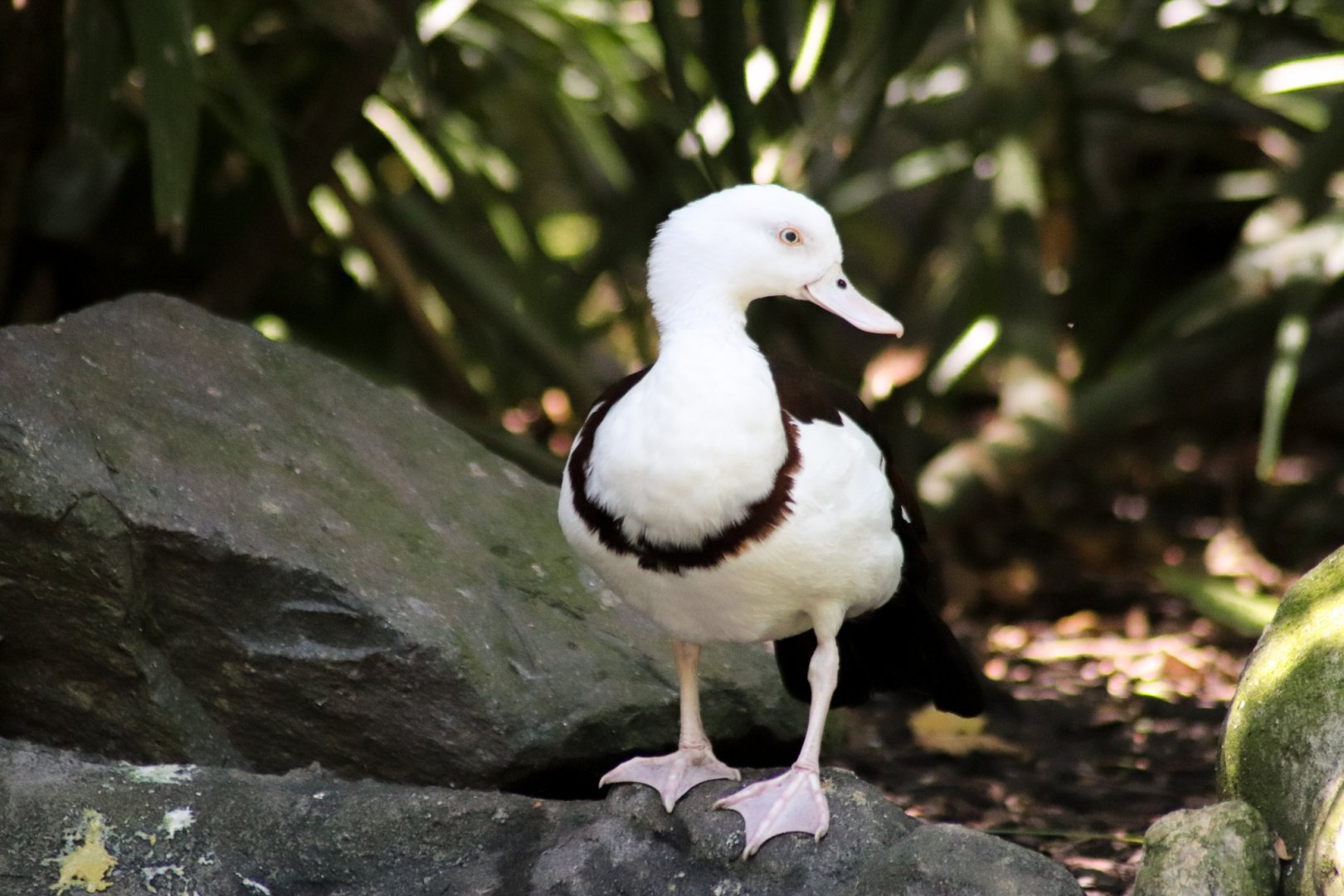 Radjah Shelduck (Radjah radjah)