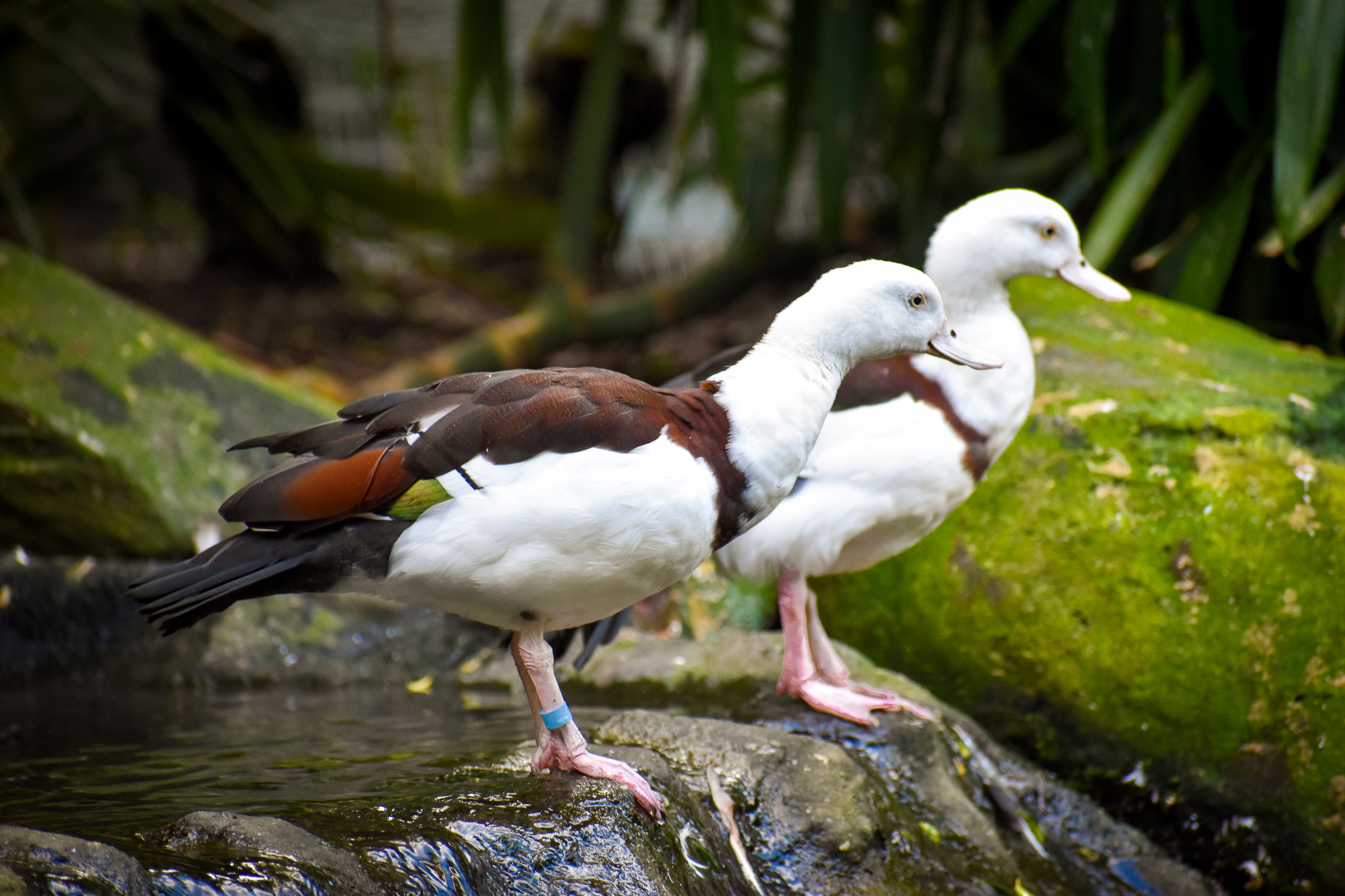 Radjah Shelduck (Radjah radjah)