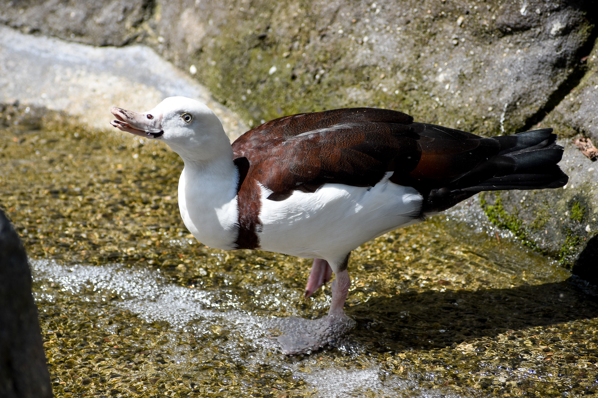 Radjah Shelduck (Radjah radjah)