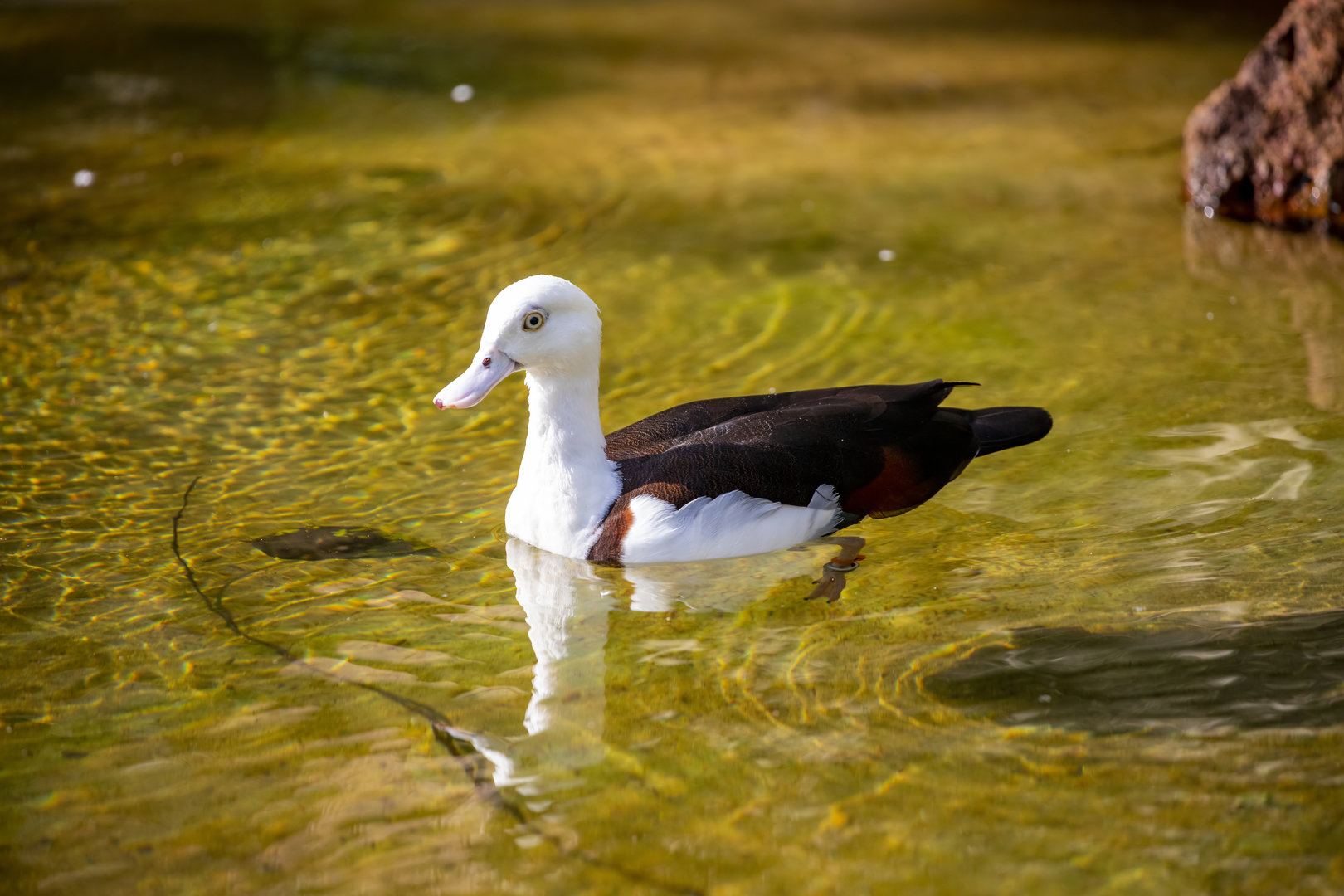 radjah shelduck (Radjah radjah)