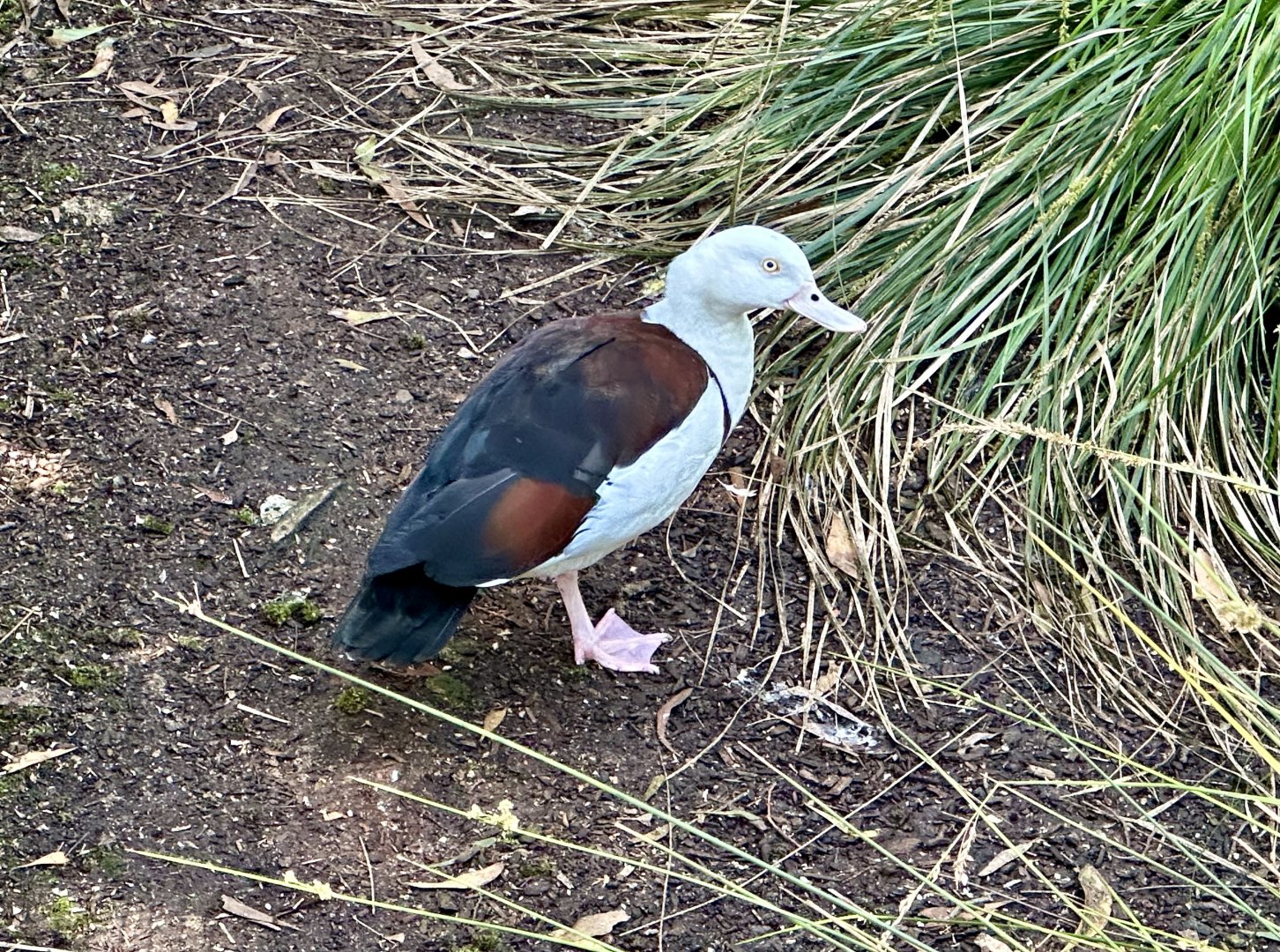 Radjah shelduck (Radjah radjah)