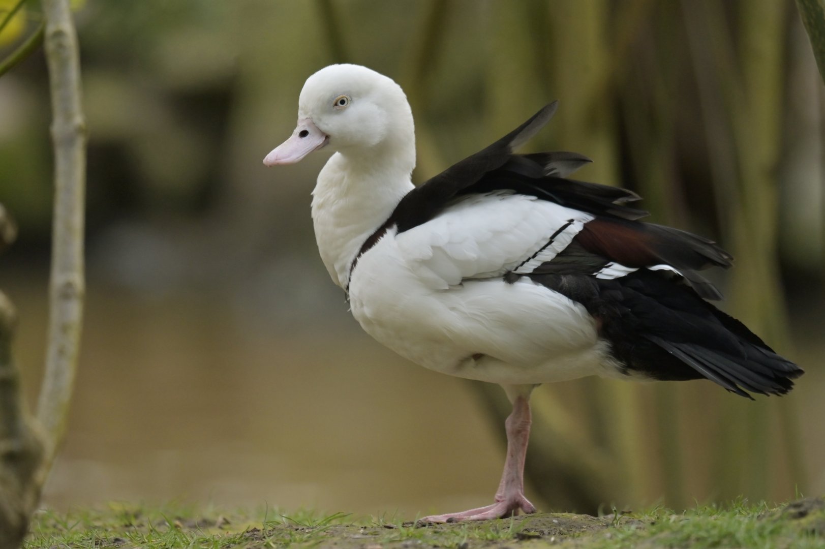 Radjah Shelduck Radjah radjah