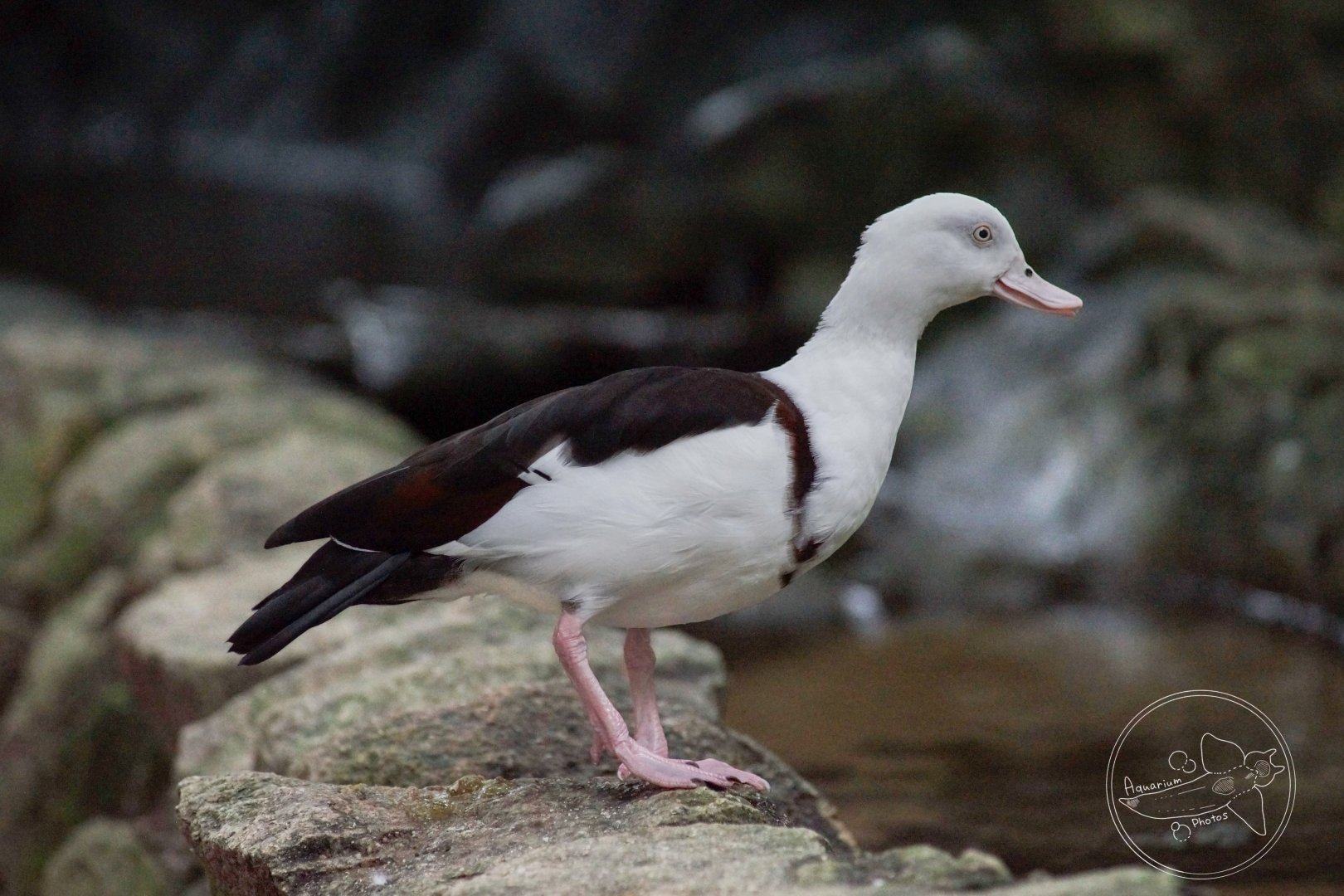 Radjah Shelduck (Radjah radjah)