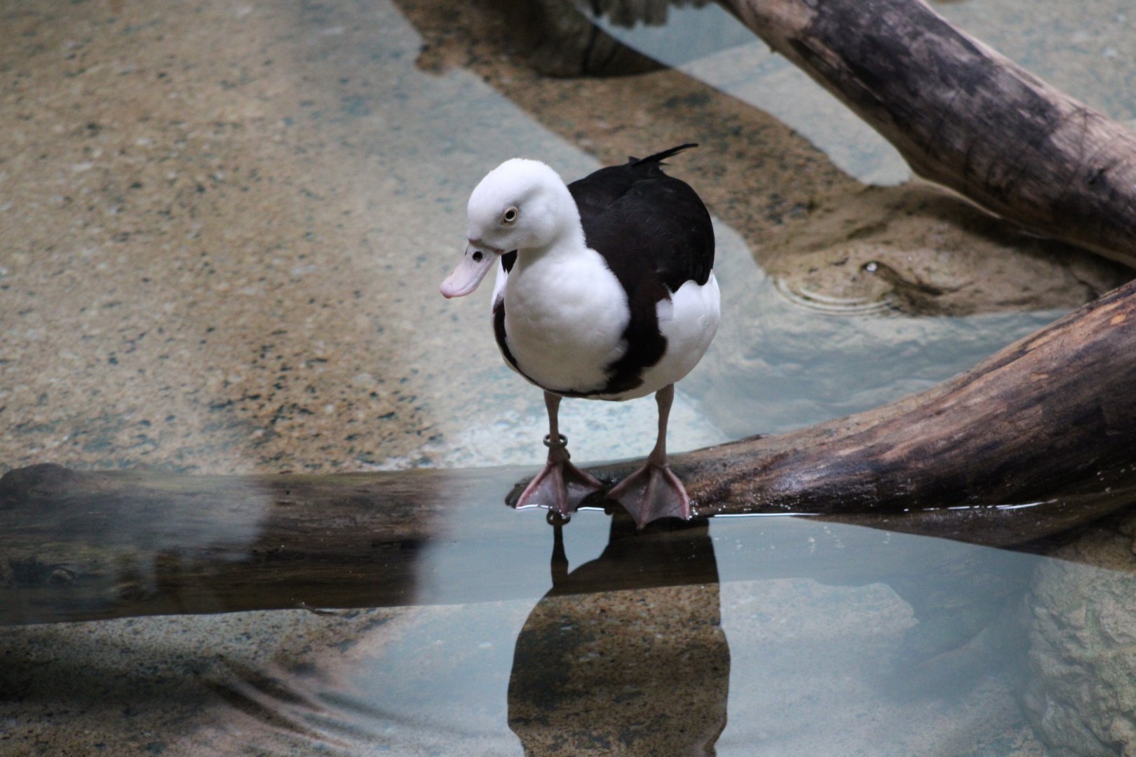 Radjah Shelduck (Radjah radjah)