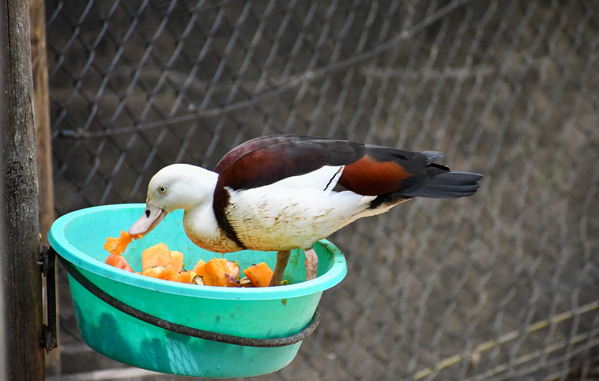 Radjah Shelduck stealing cassowary food