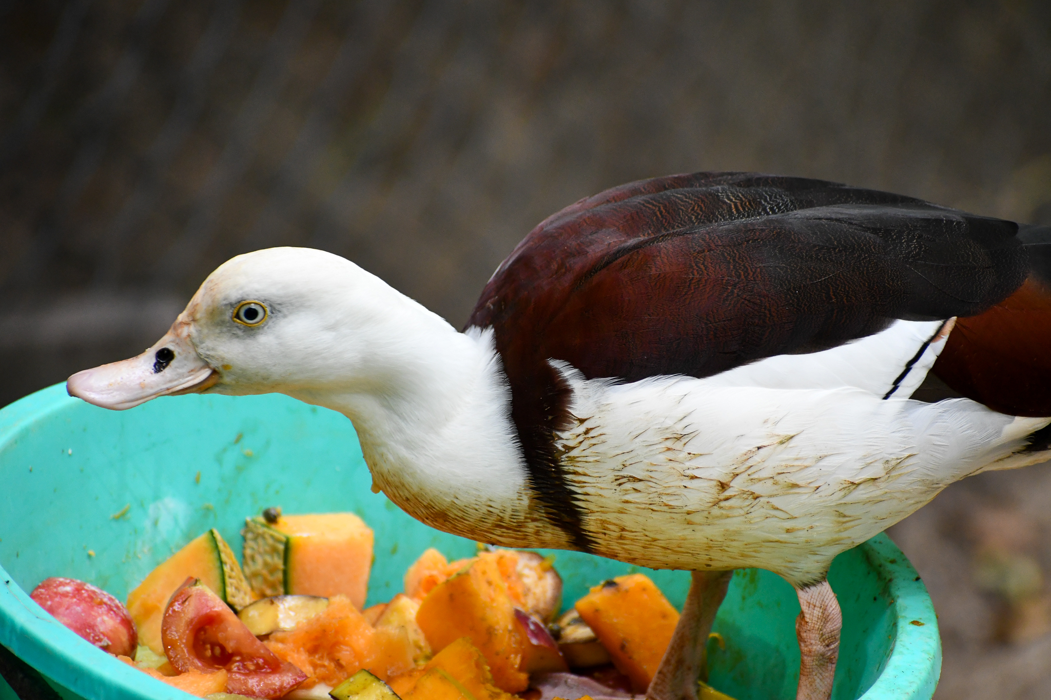 Radjah Shelduck stealing cassowary food