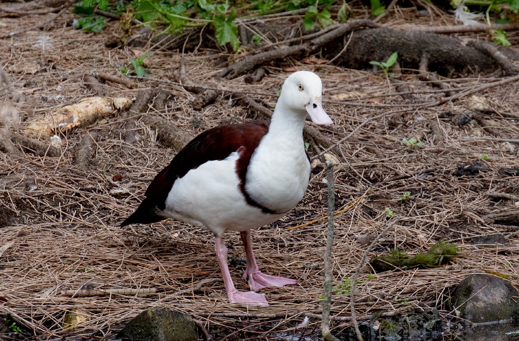 Radjah Shelduck - wild bird