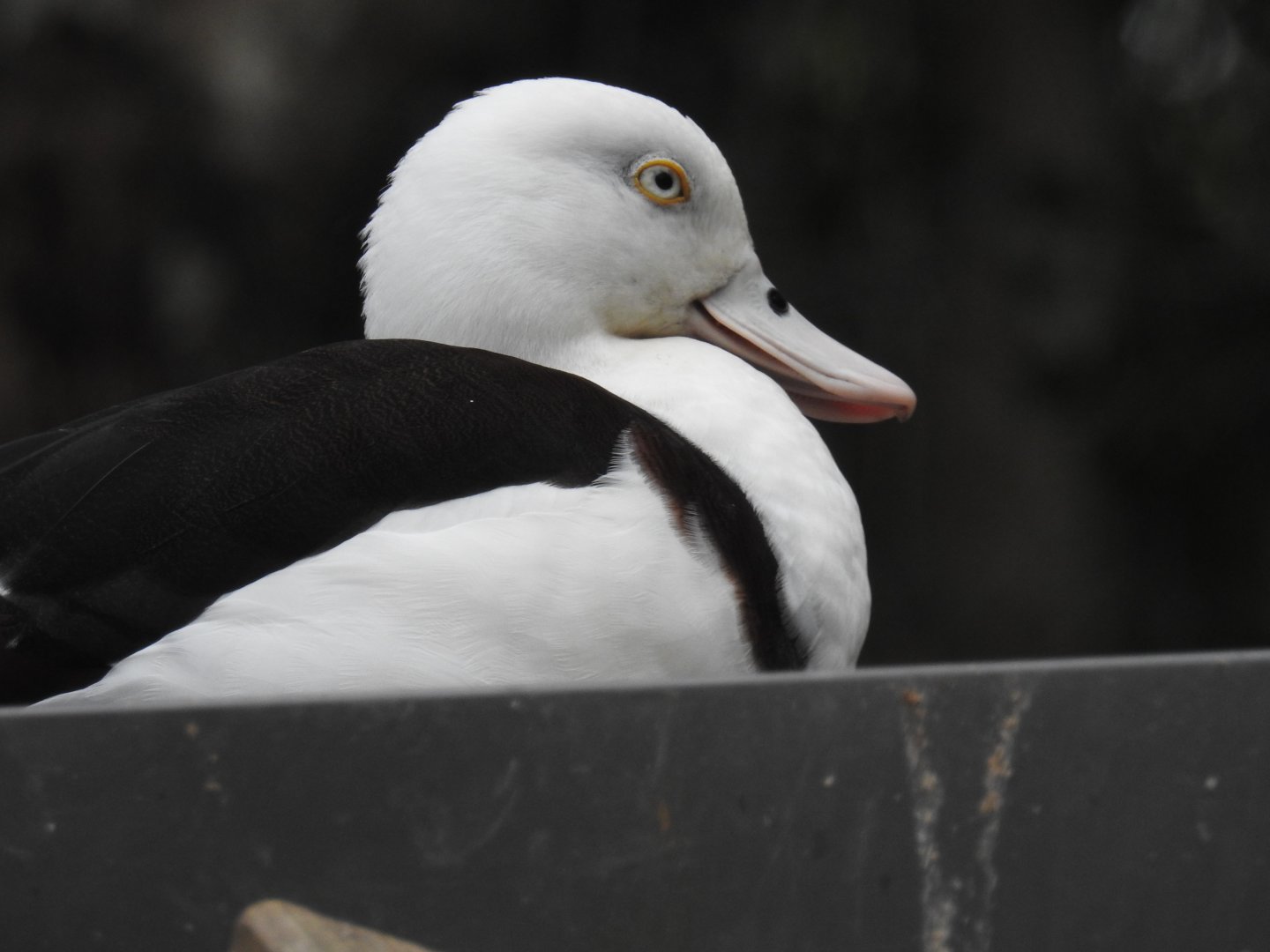 Radjah Shelduck (wild)