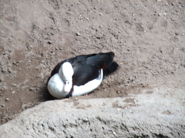Radjah Shelduck