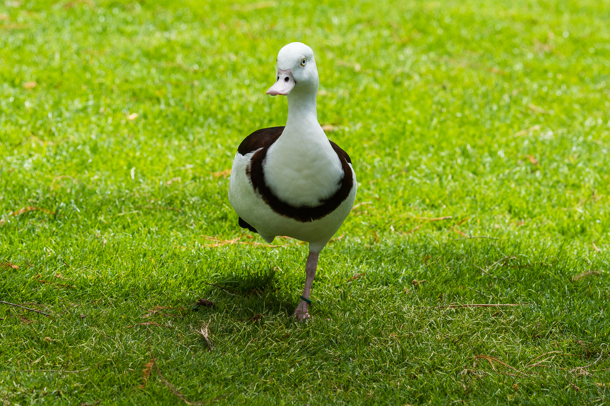 Radjah shelduck