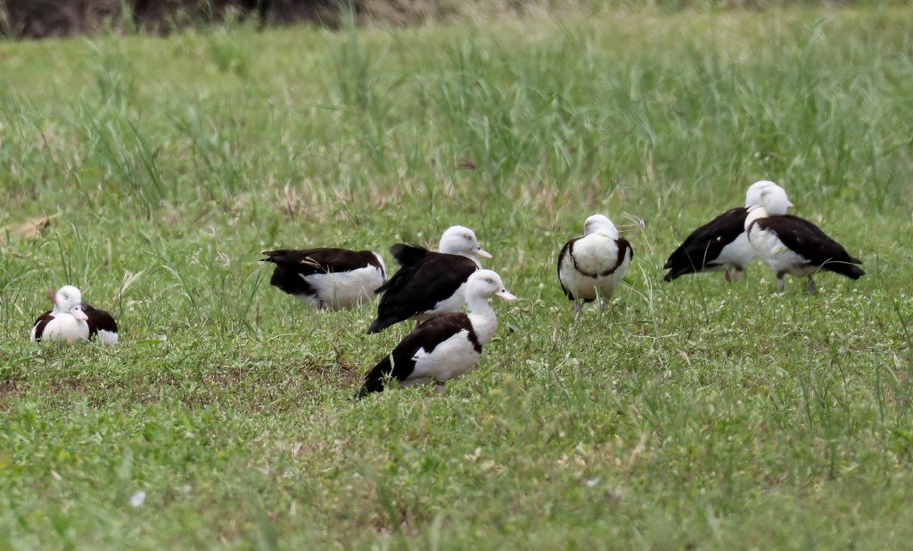 Radjah Shelduck