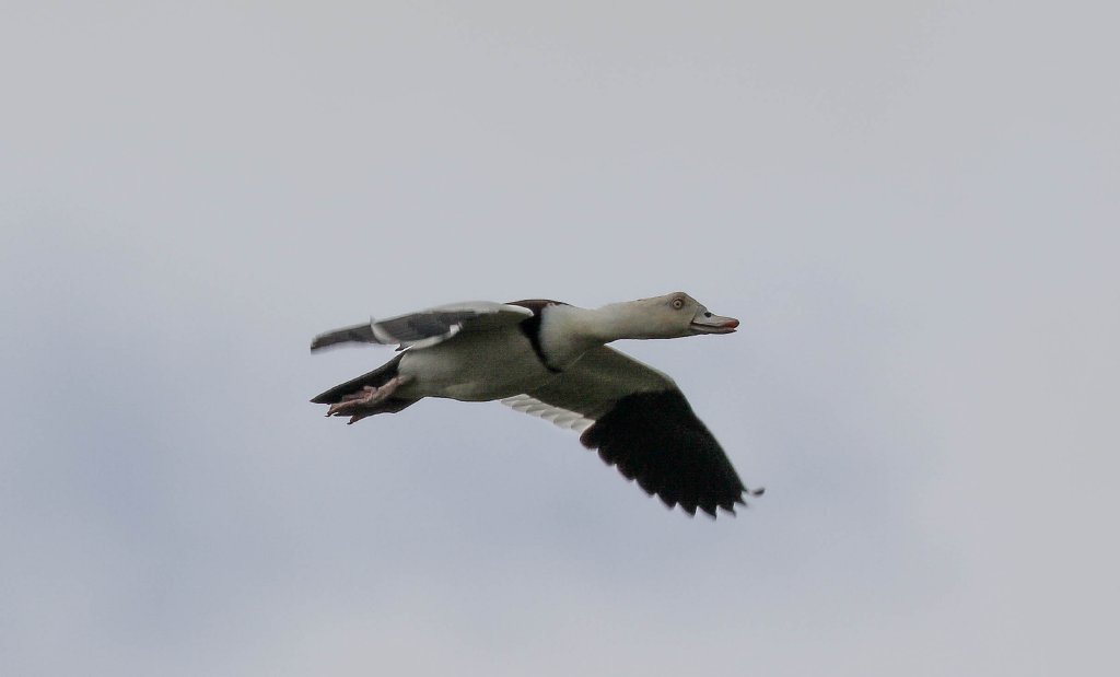 Radjah Shelduck