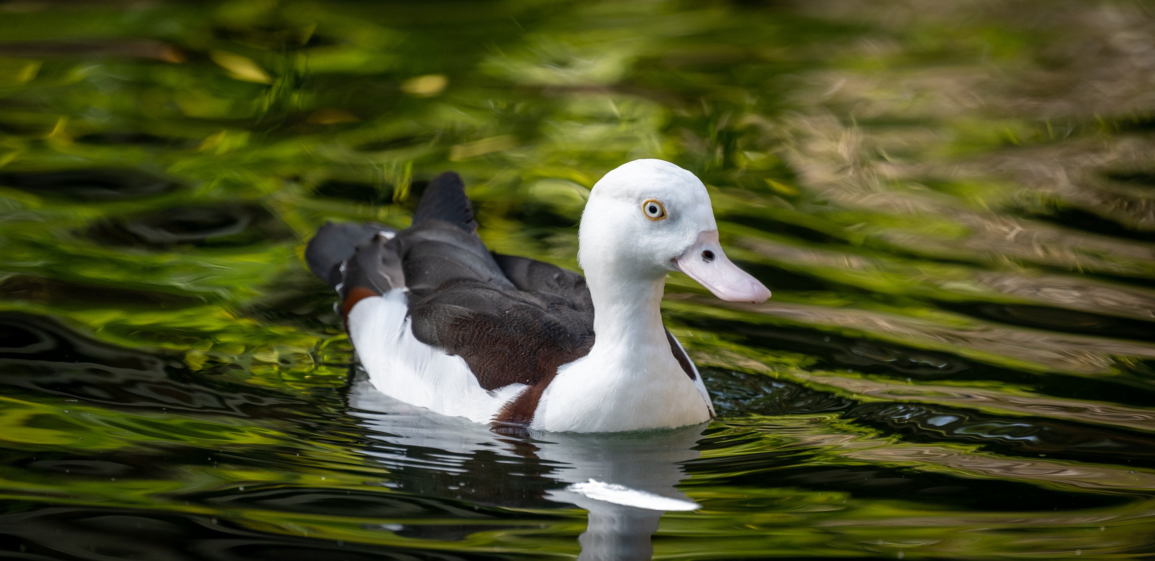Radjah Shelduck
