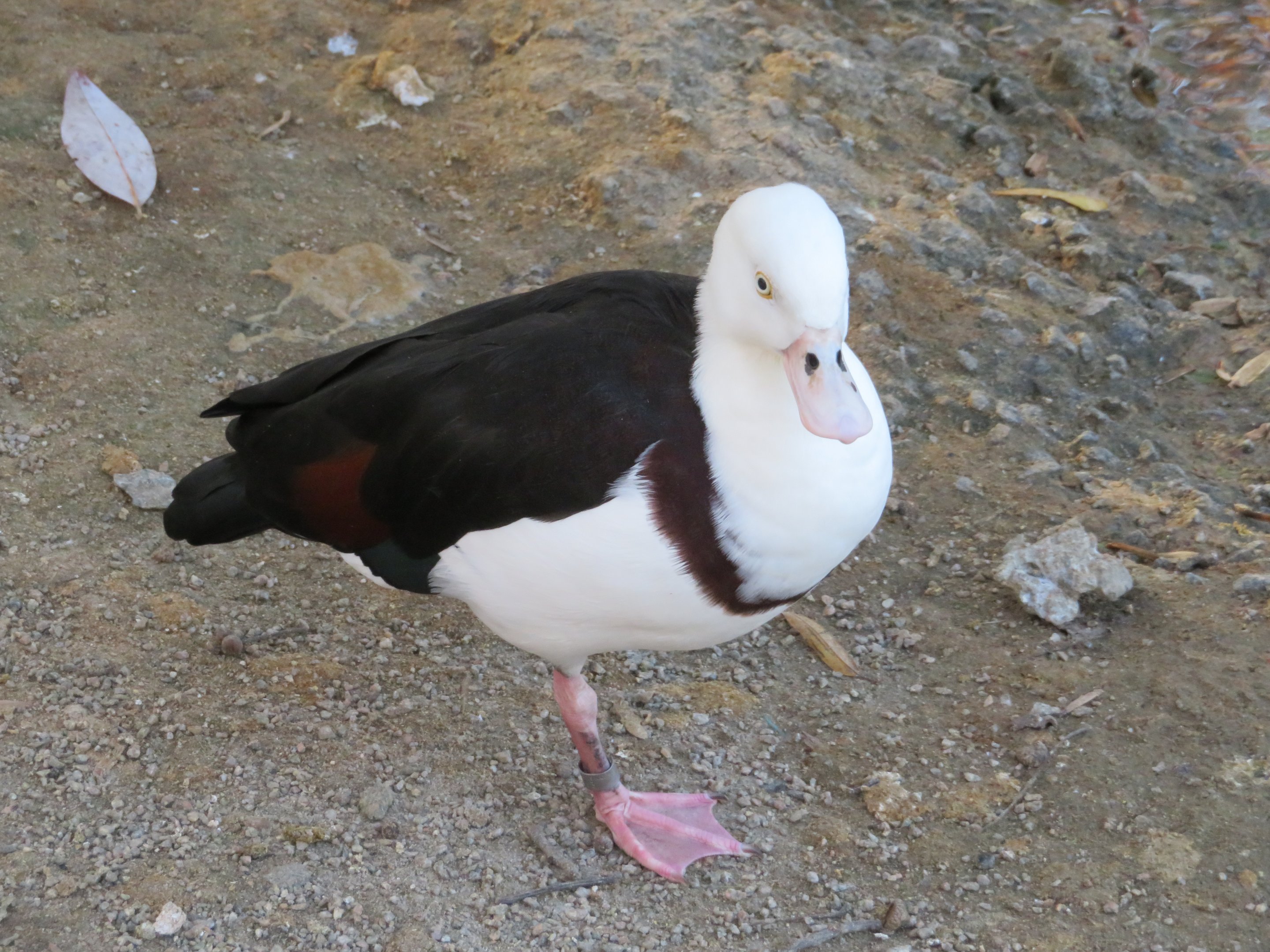 Radjah Shelduck