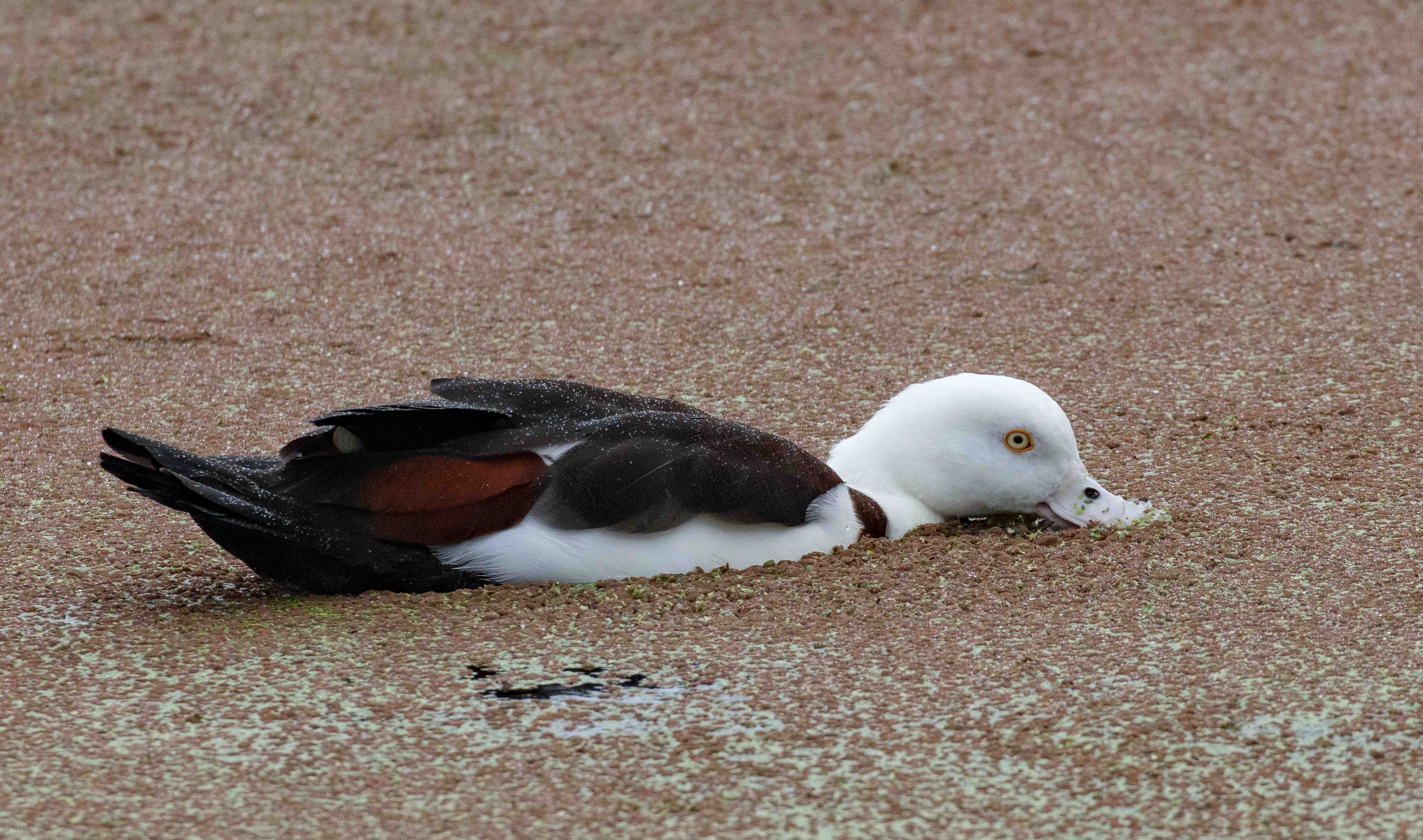 Radjah Shelduck