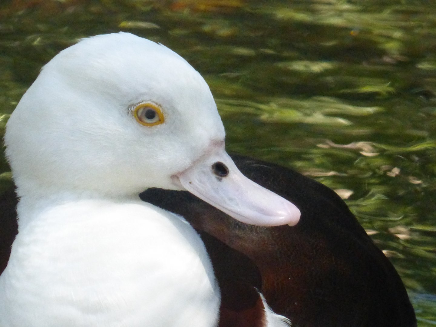 Radjah shelduck