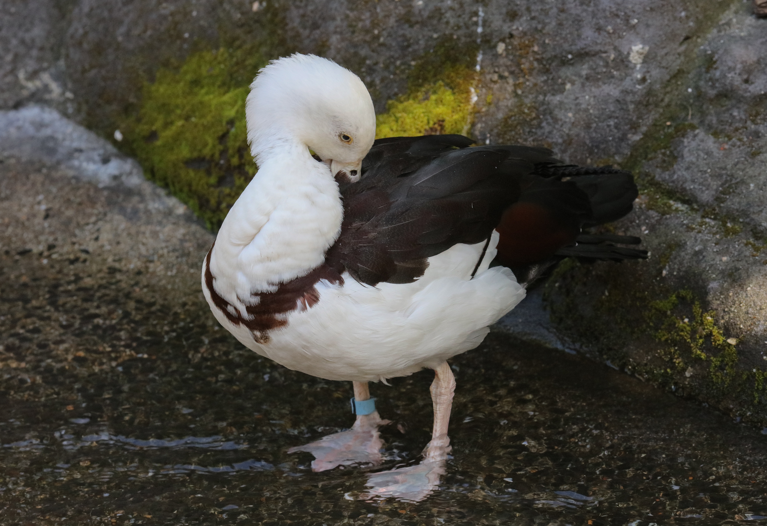 Radjah Shelduck