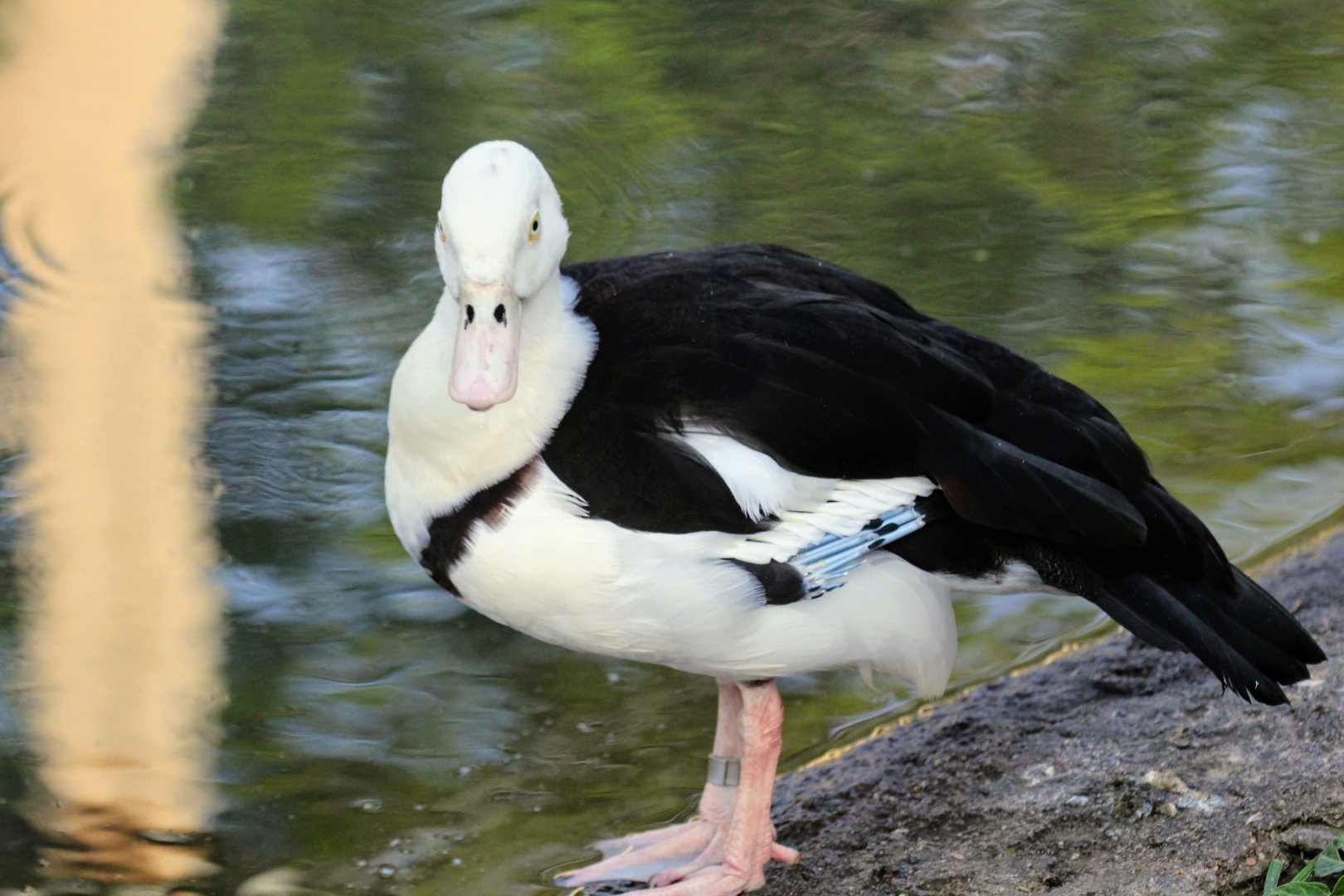 Radjah Shelduck
