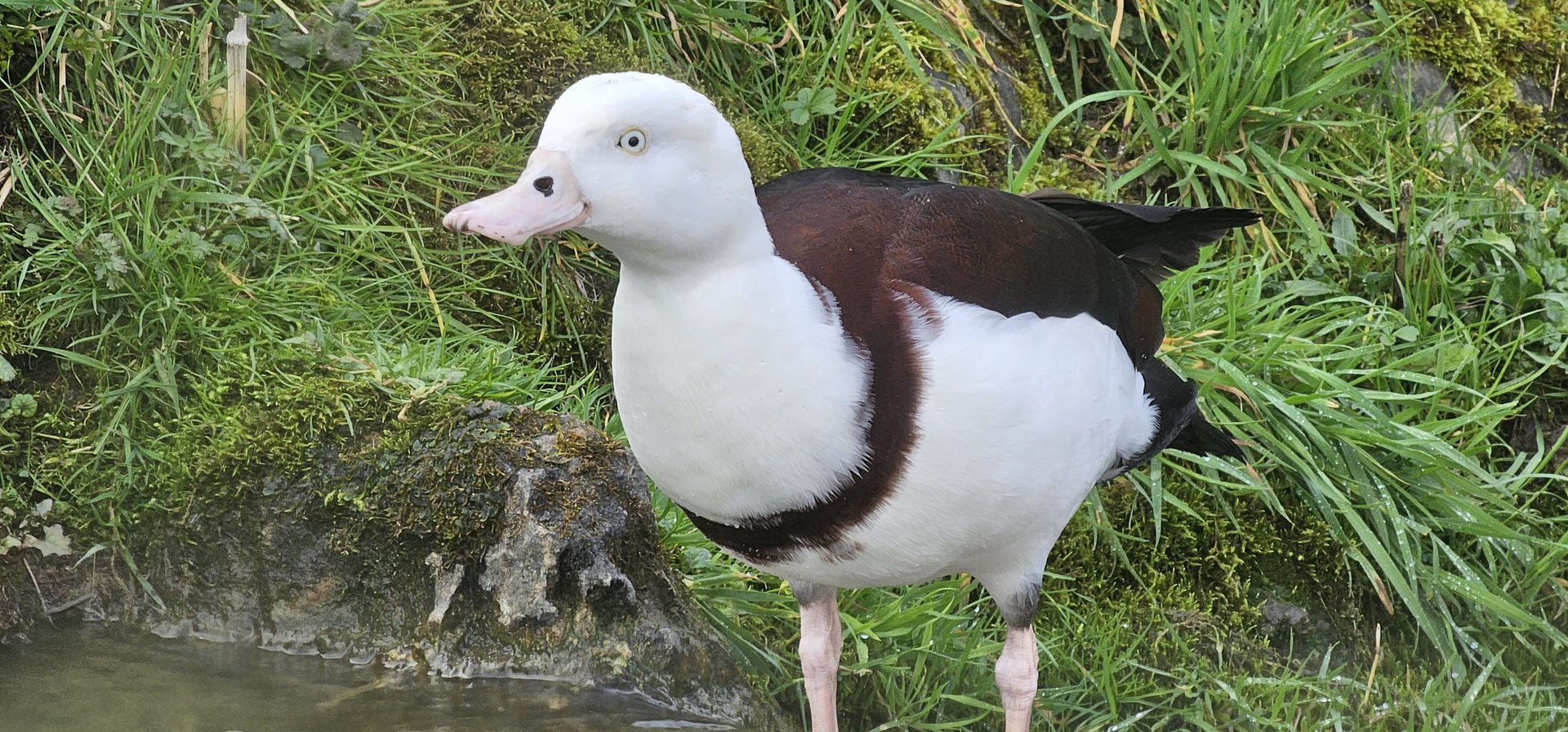 Radjah Shelduck