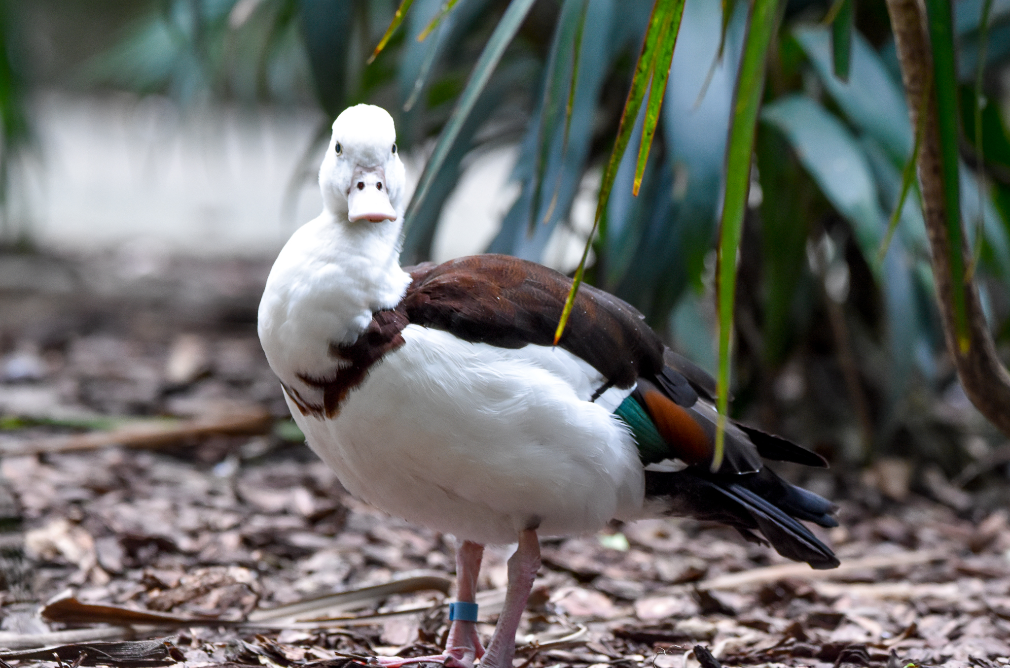 Radjah Shelduck