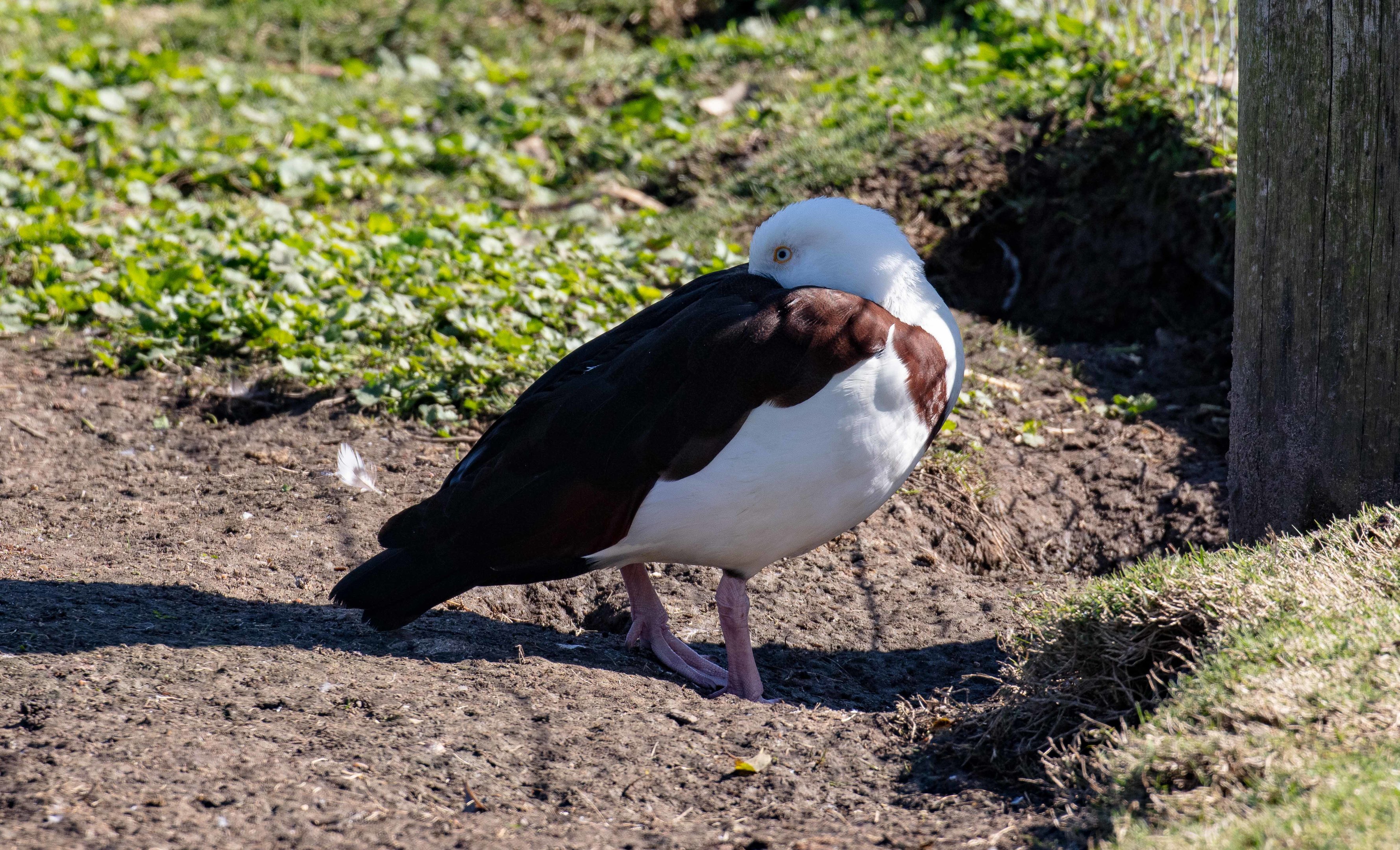 Radjah Shelduck