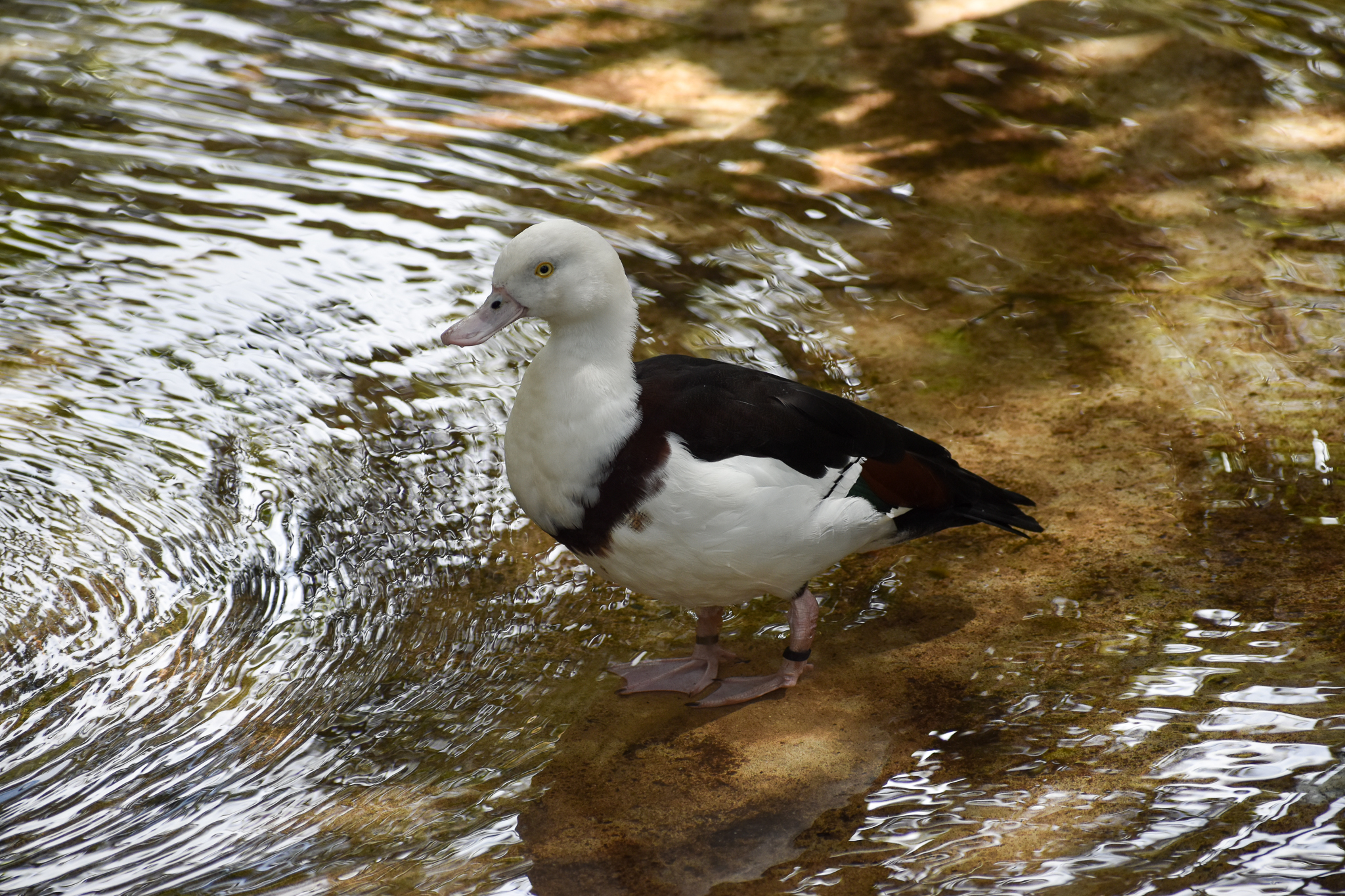 Radjah Shelduck