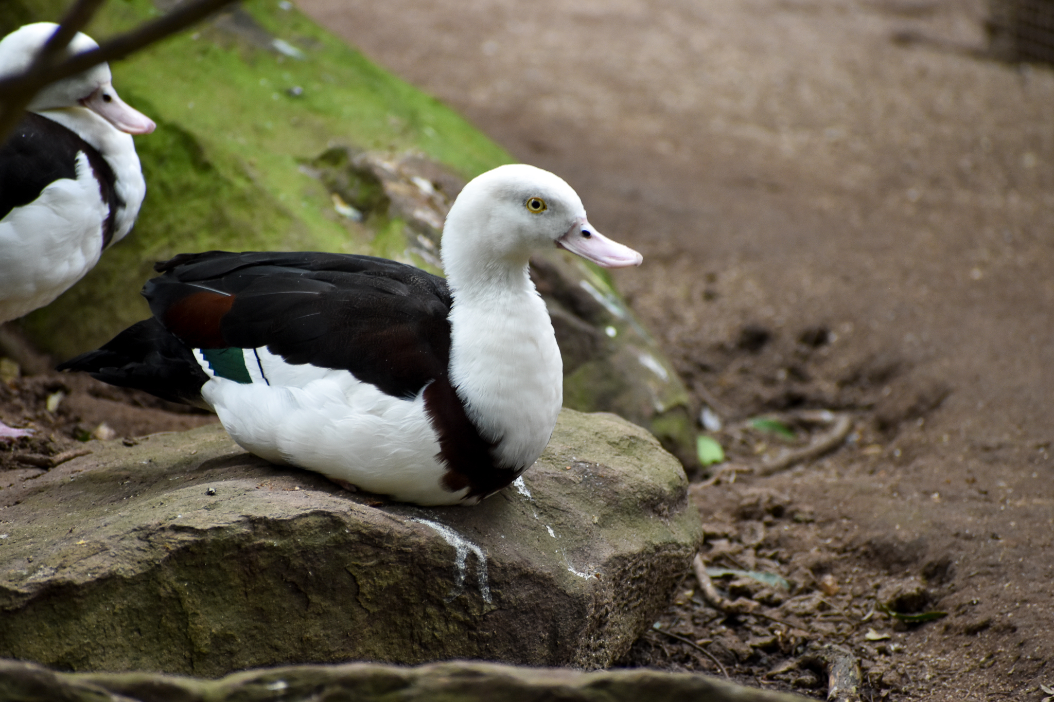Radjah Shelduck