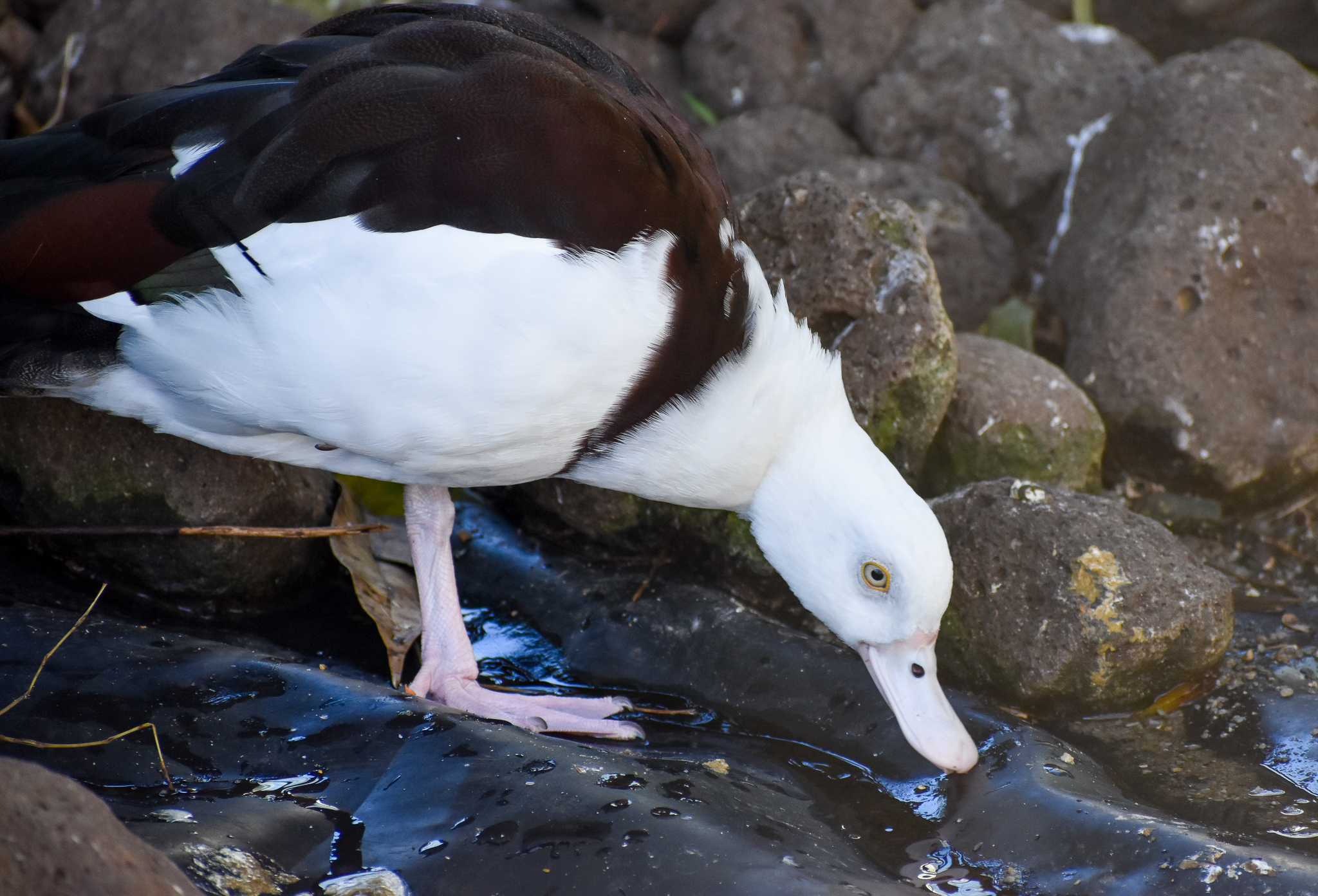 Radjah Shelduck