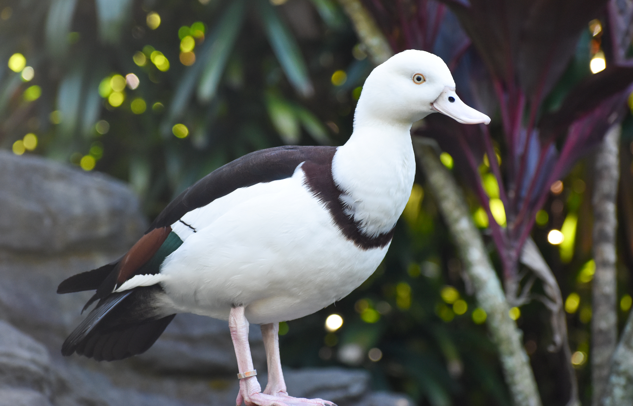 Radjah Shelduck
