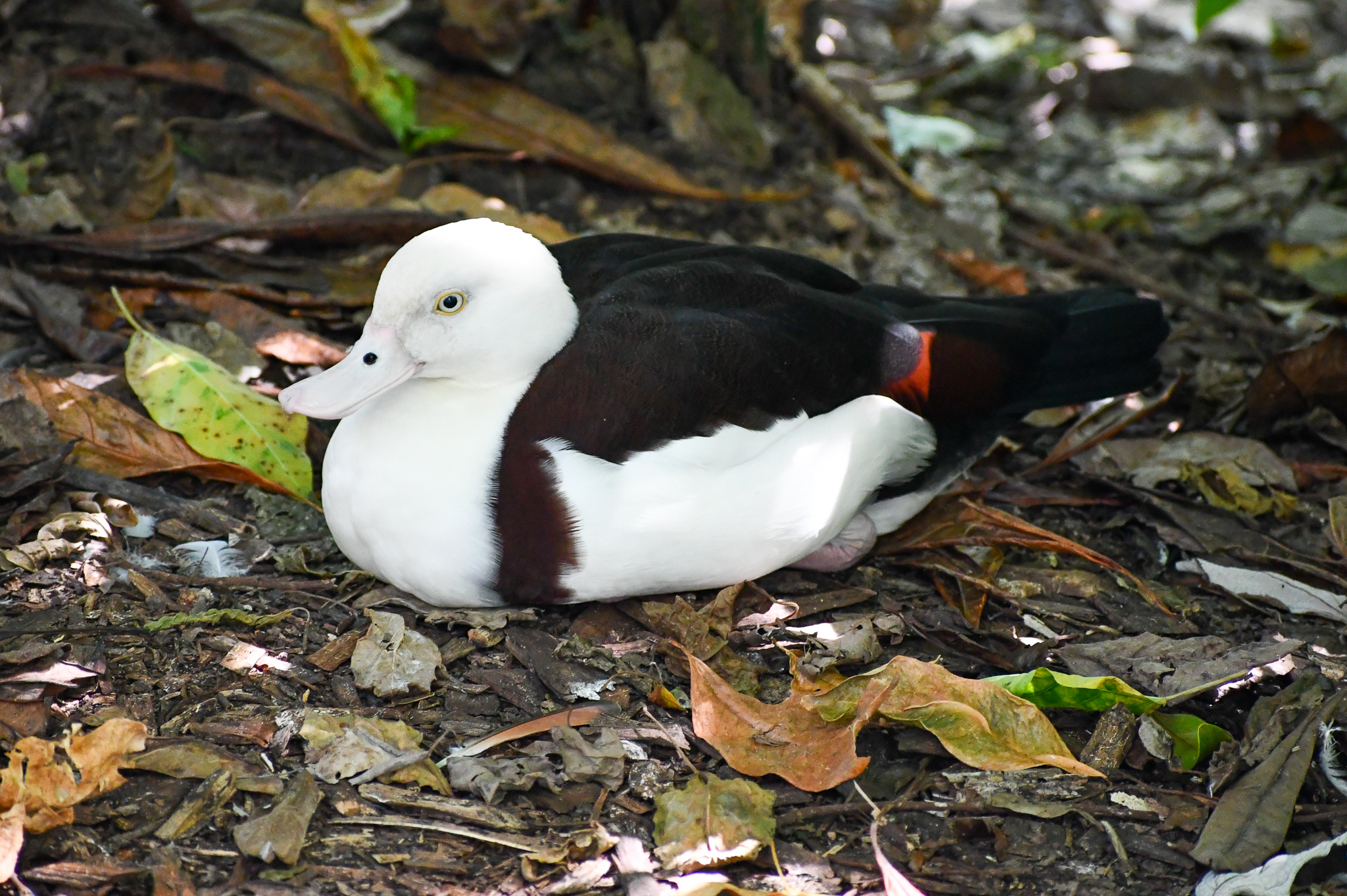 Radjah Shelduck