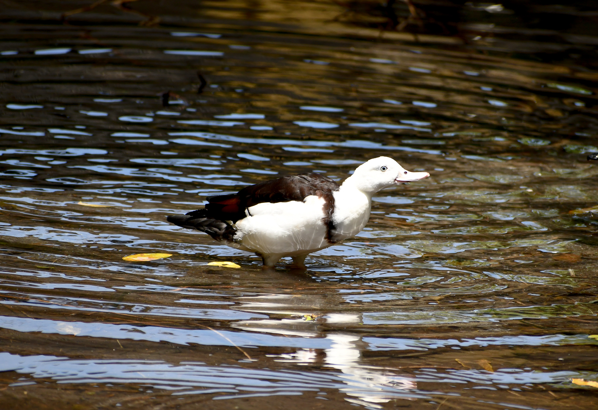 Radjah Shelduck