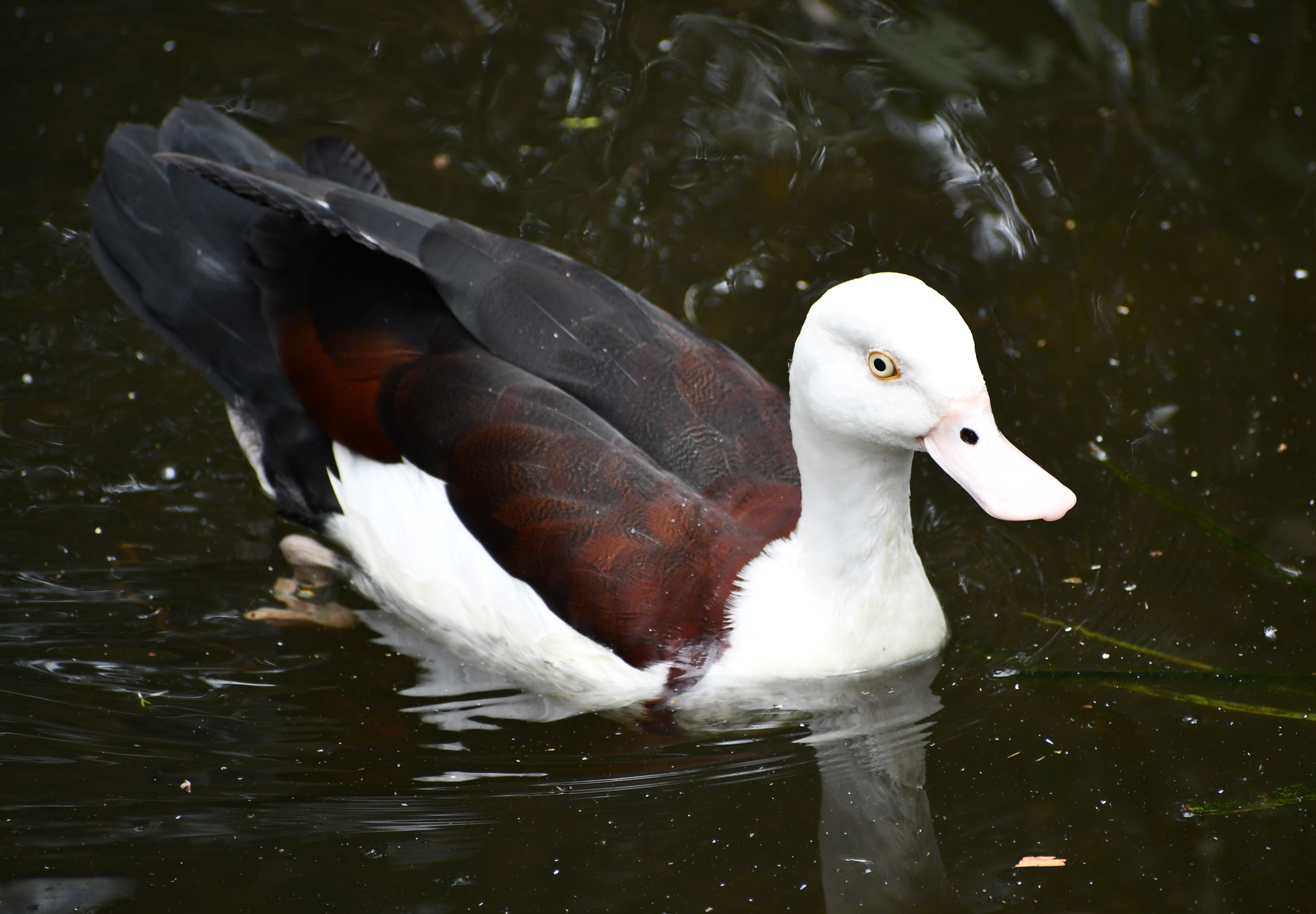 Radjah Shelduck