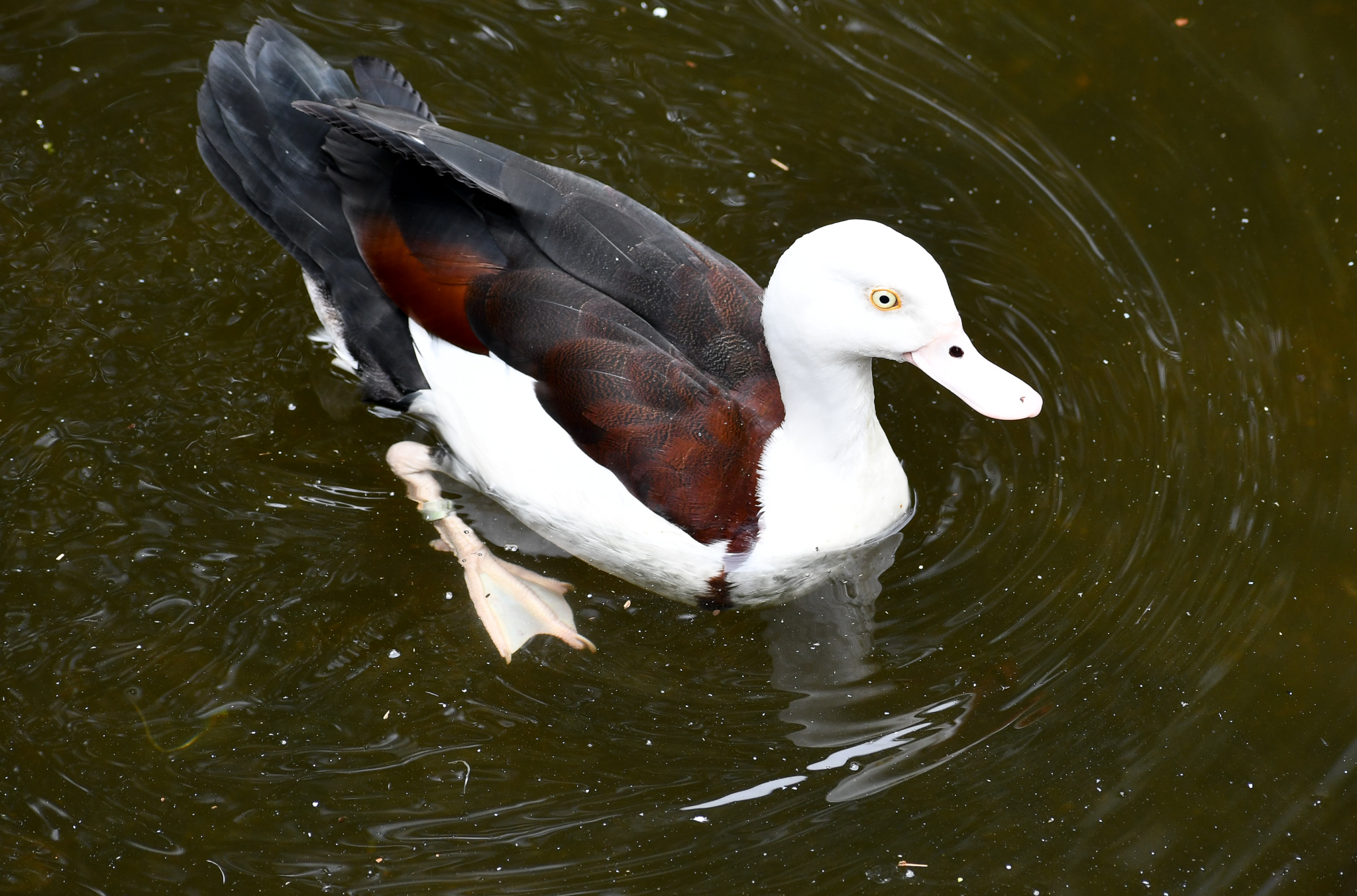 Radjah Shelduck
