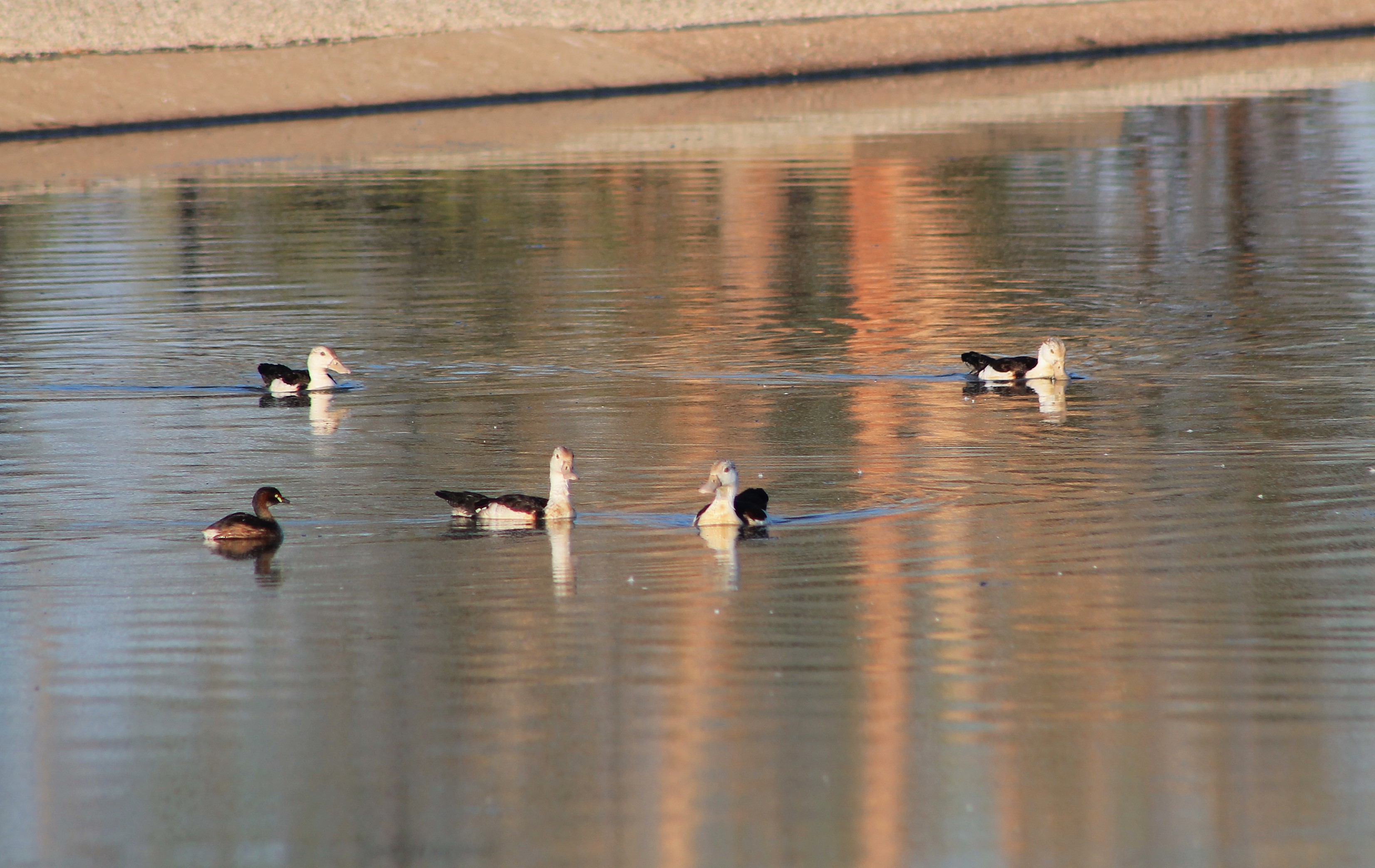 Radjah Shelducks (Radjah radjah)